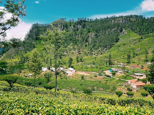 A lush green landscape featuring rolling hills covered in dense foliage and tea plantations. Several small houses with red and white rooftops are scattered throughout the valley. Tall trees and a bright blue sky complete the serene scenery.