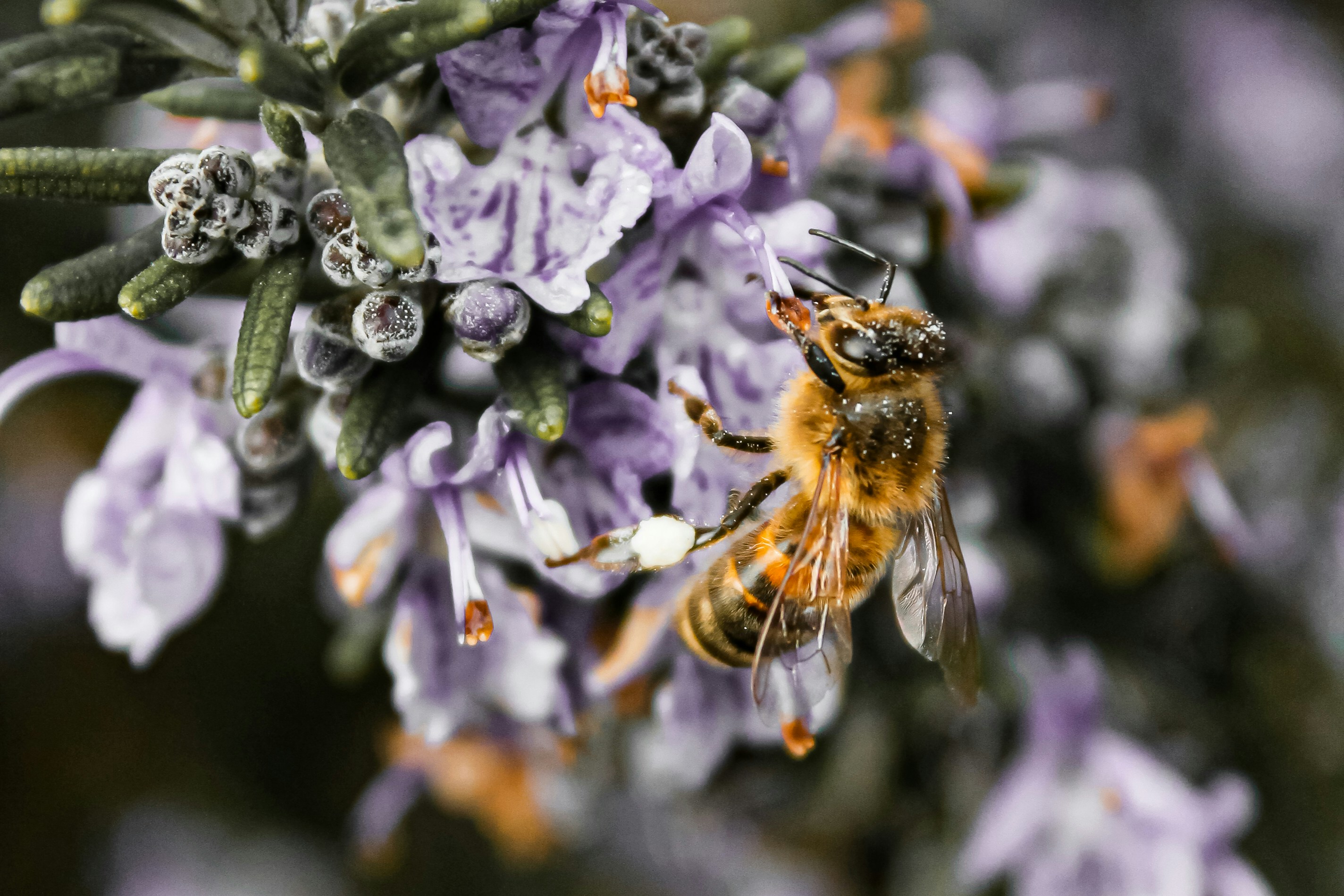 black and yellow bee on purple flower