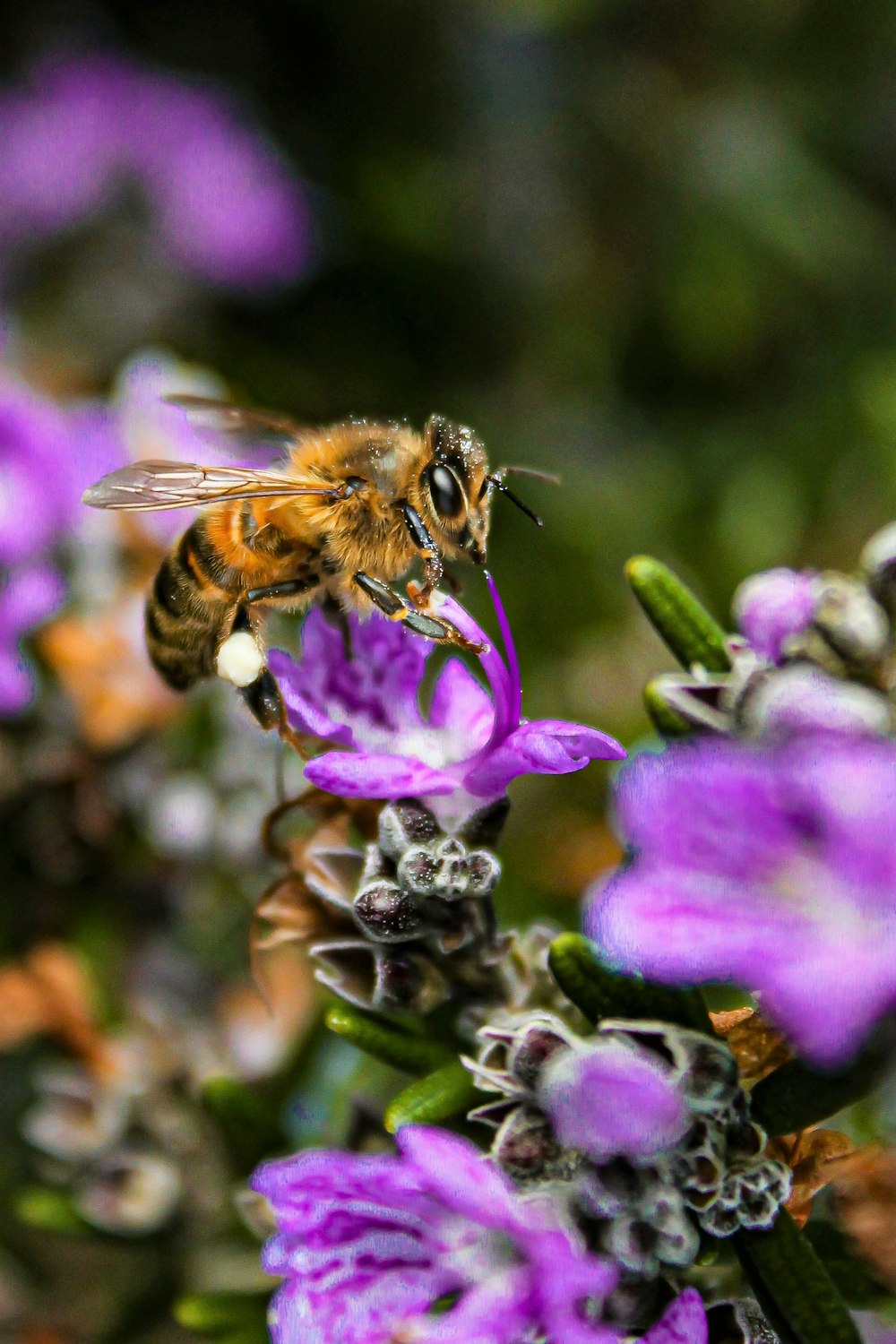 honeybee perched on purple flower in close up photography during daytime