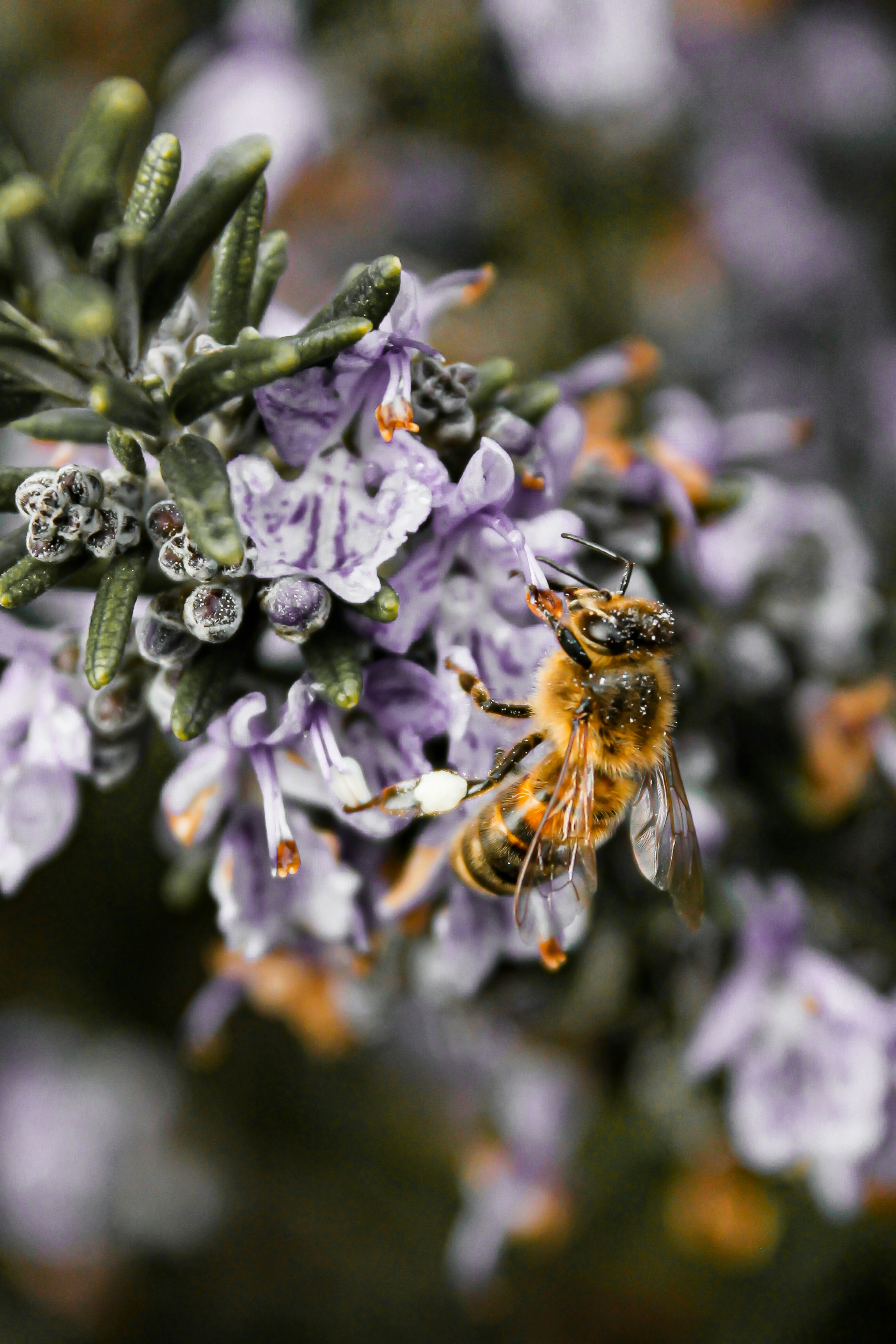 purple and white flowers with bee