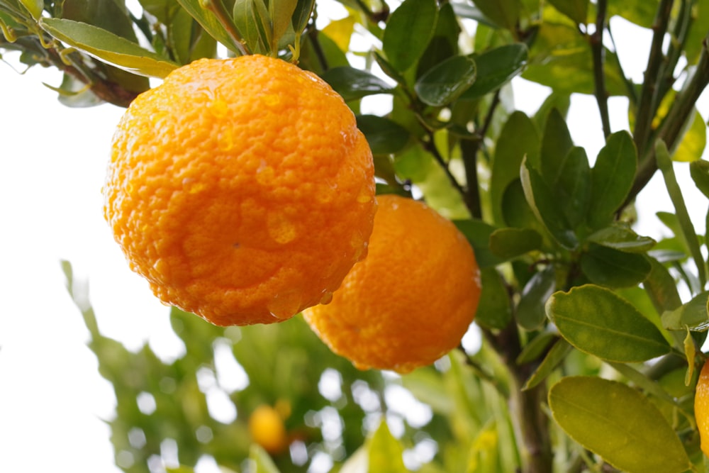 orange fruit on tree during daytime