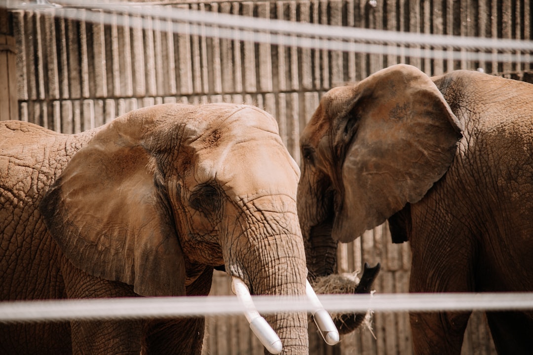 elephant drinking water from a white metal fence