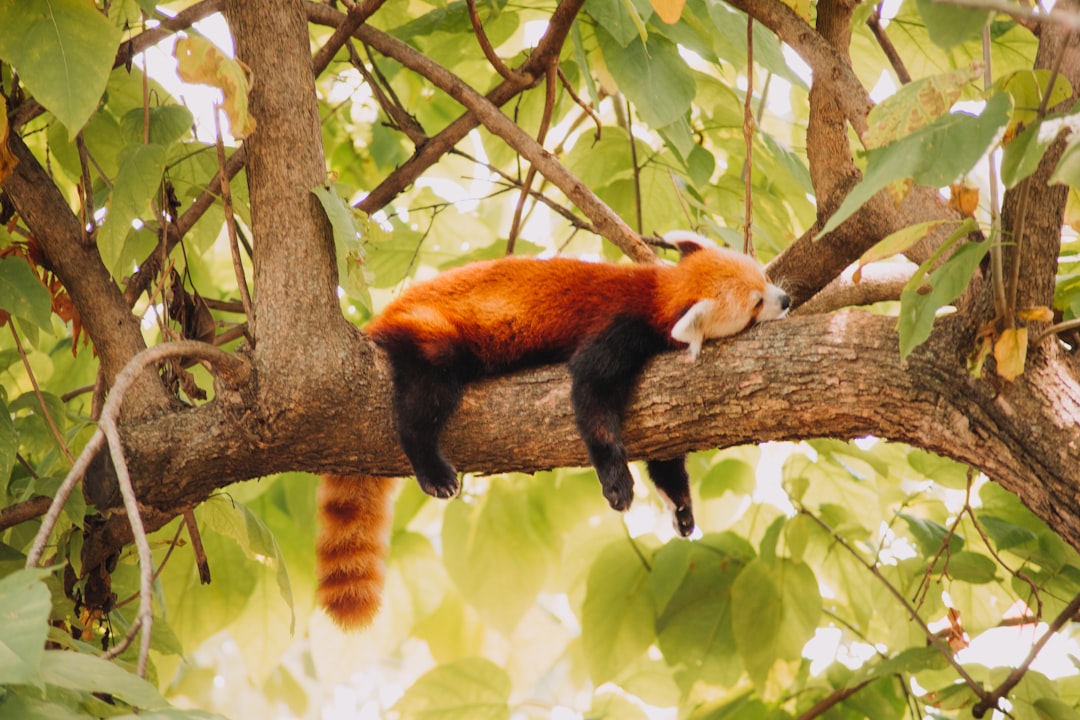 brown and white animal on tree branch during daytime