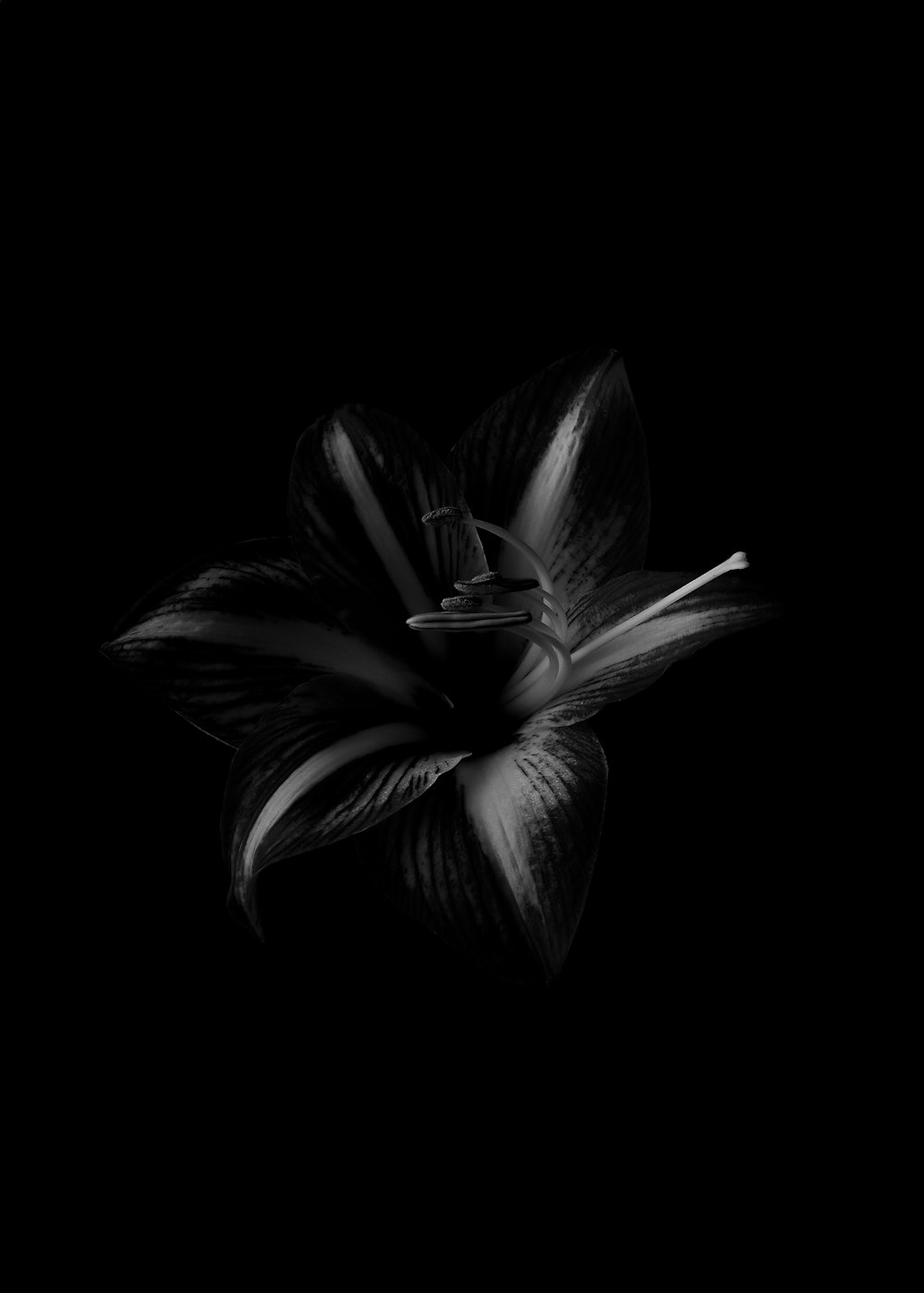grayscale photo of flower in black background