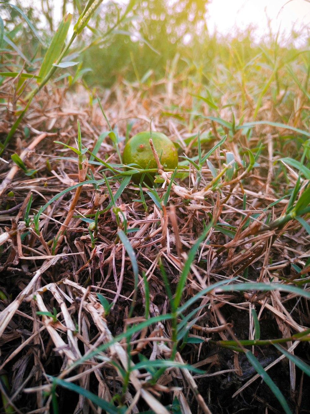 green round fruit on brown grass