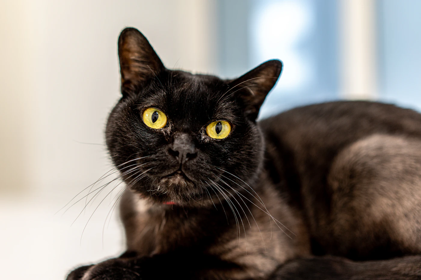 Gato Bombay de pelaje negro con ojos cobrizos