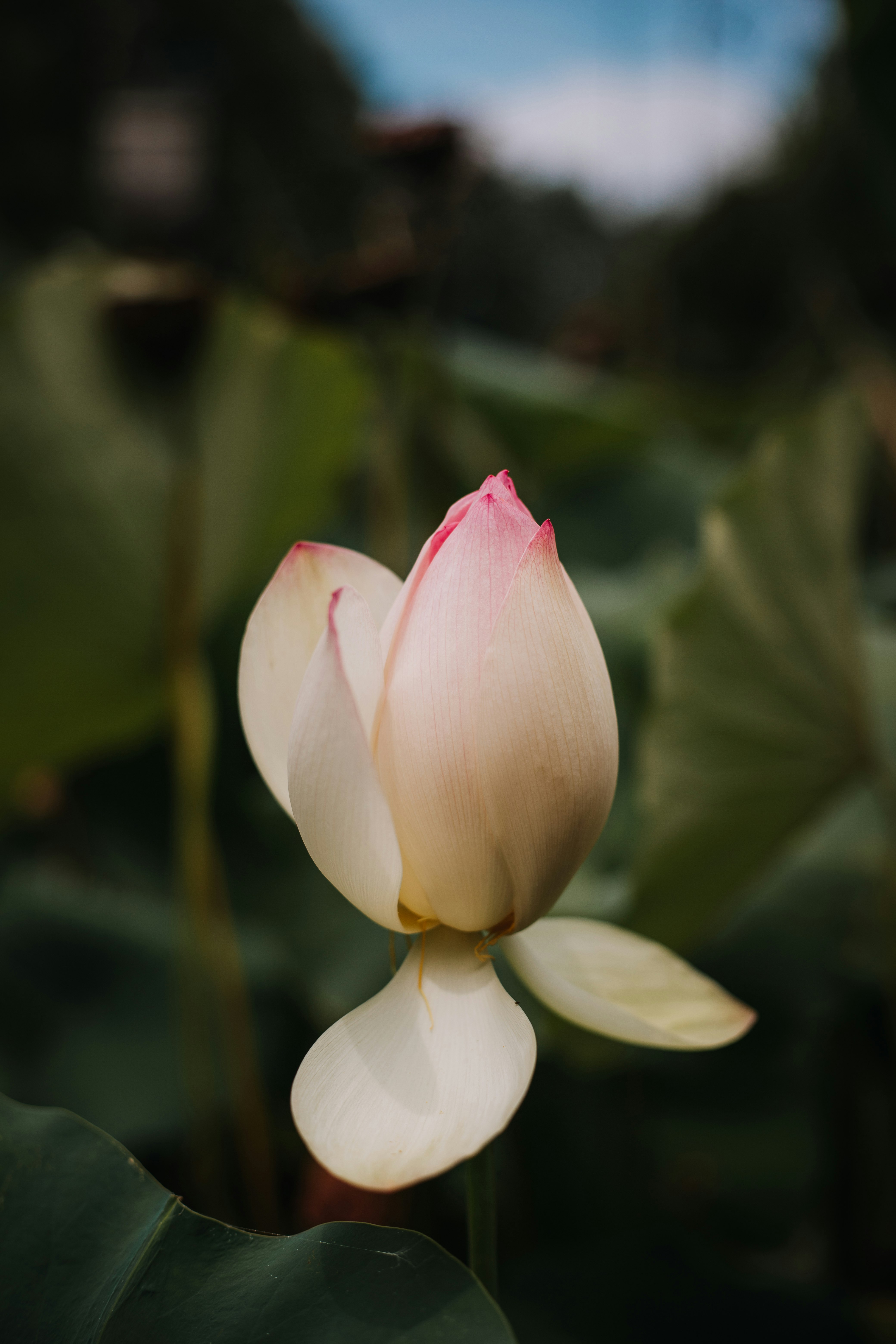 white and pink lotus flower in bloom during daytime