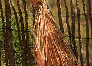 brown dried plant on brown wooden fence