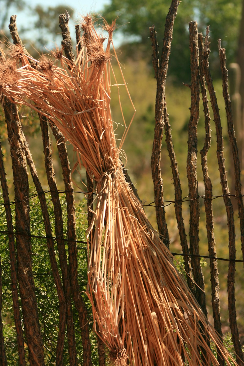 brown dried plant on brown wooden fence