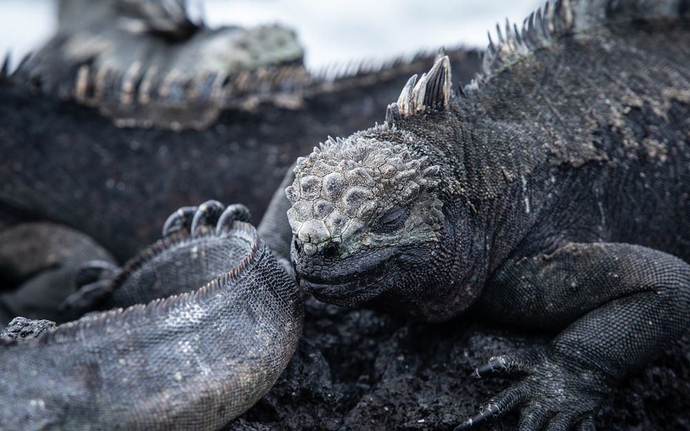 gray bearded dragon on black rock