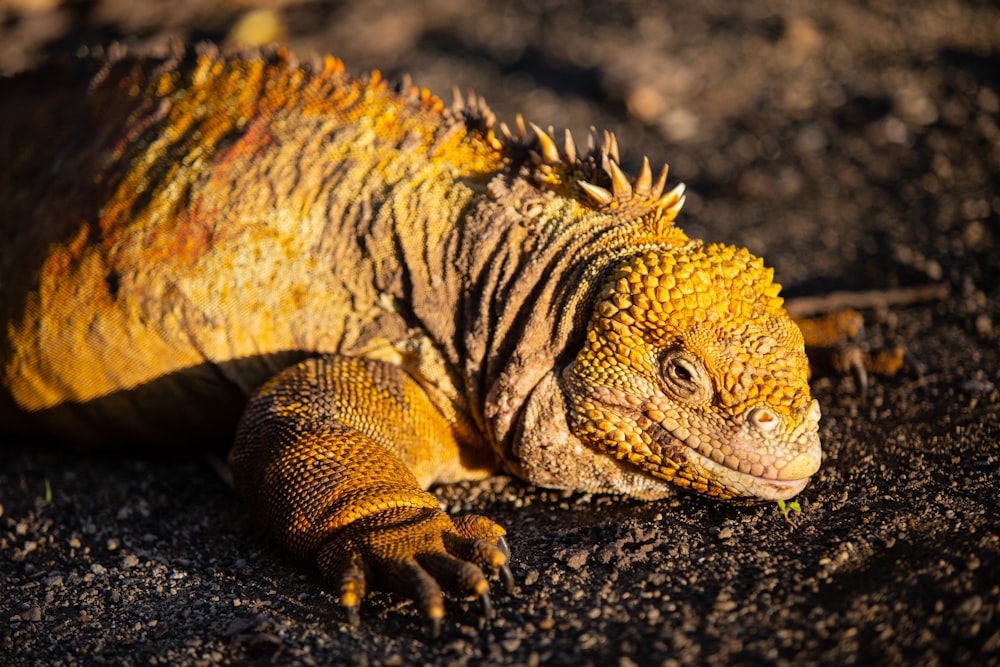 Iguana marrón y negra sobre roca negra