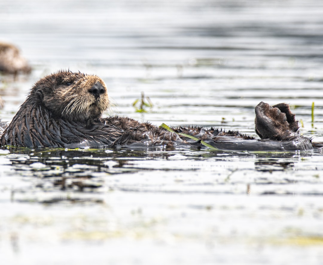 brown sea lion on water during daytime