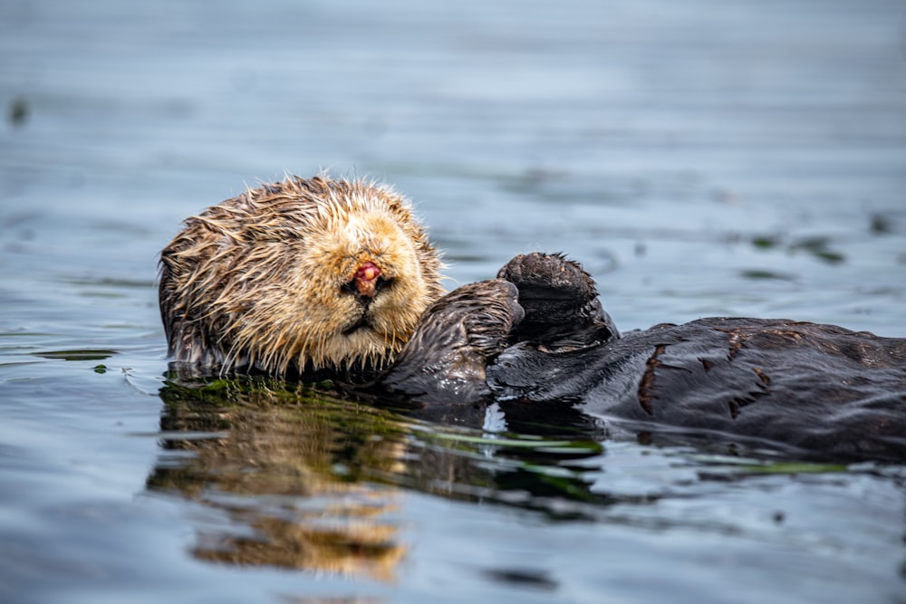 brown duck on water during daytime