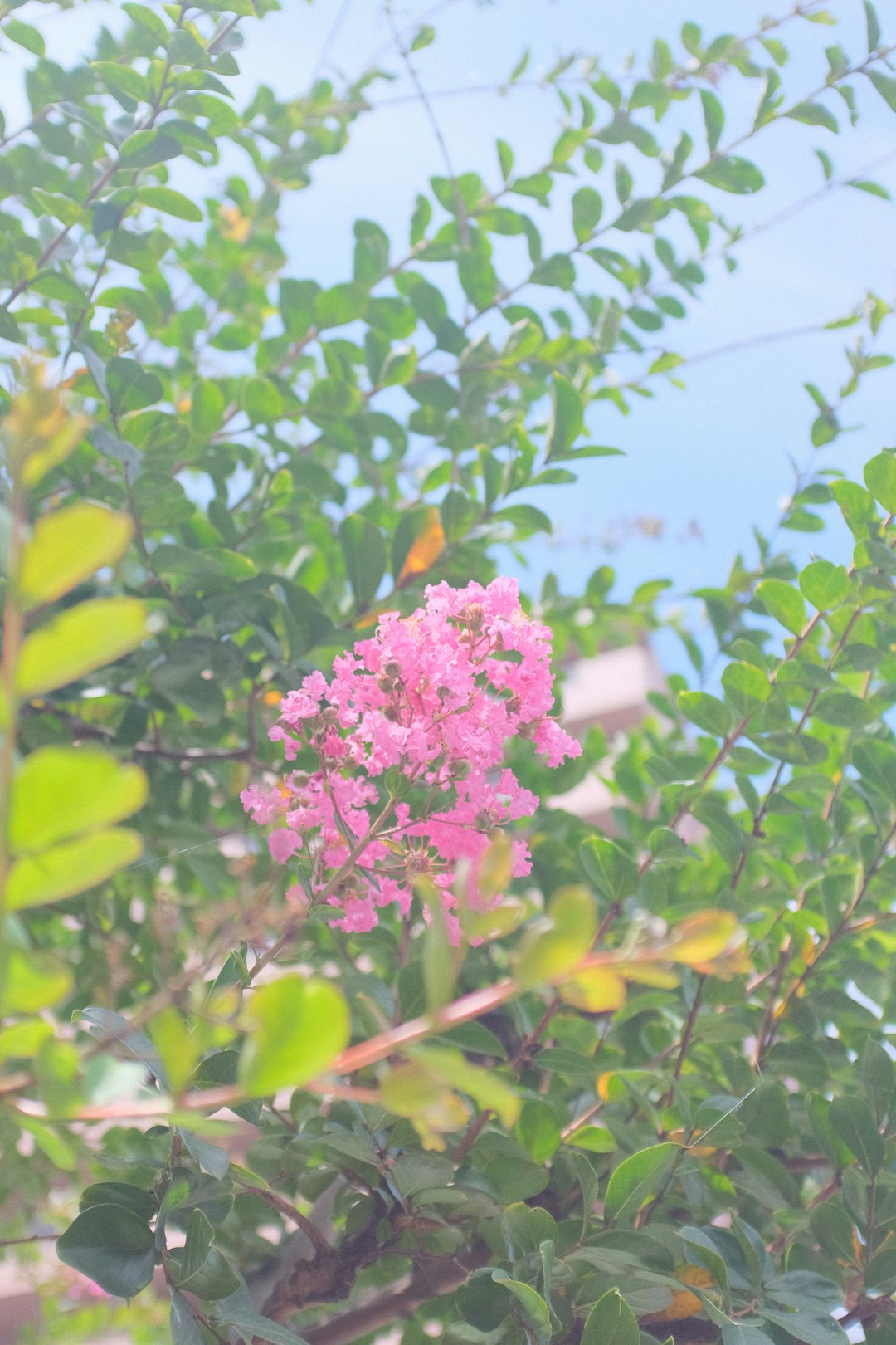 pink flower with green leaves during daytime