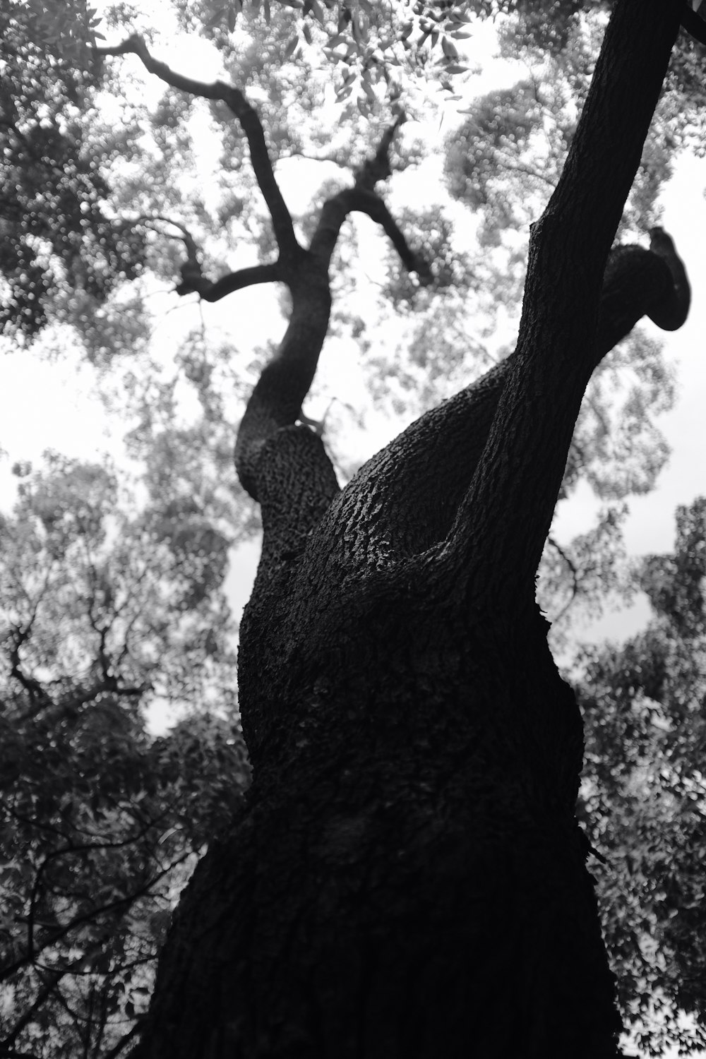 grayscale photo of a tree