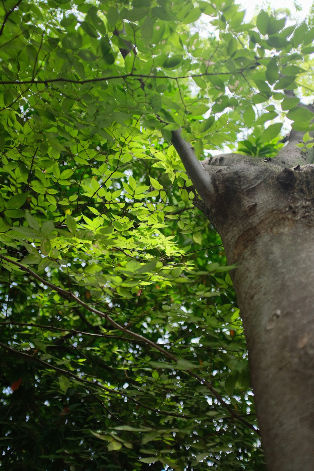 green leaves on brown tree trunk