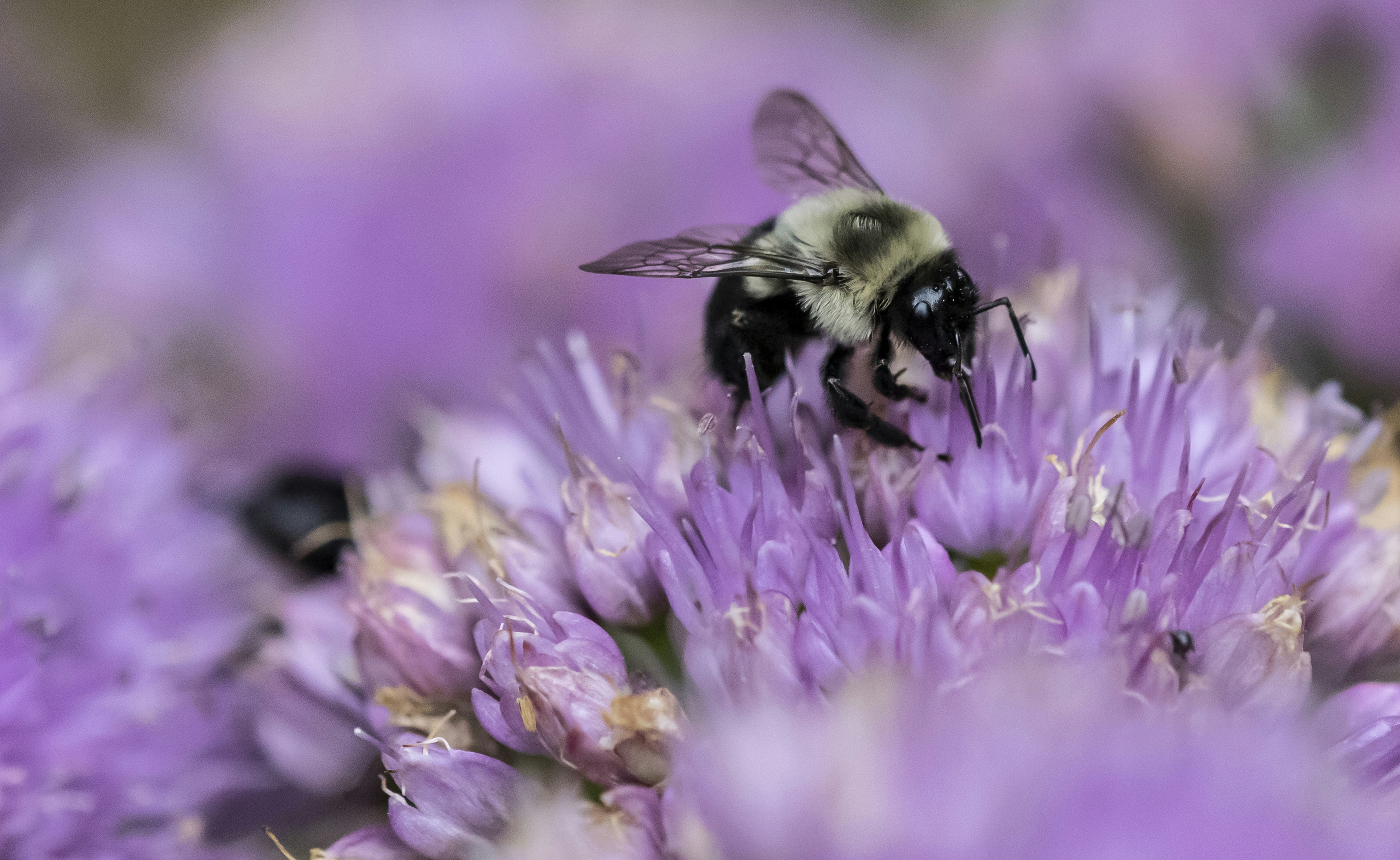 Featured image of post superfile