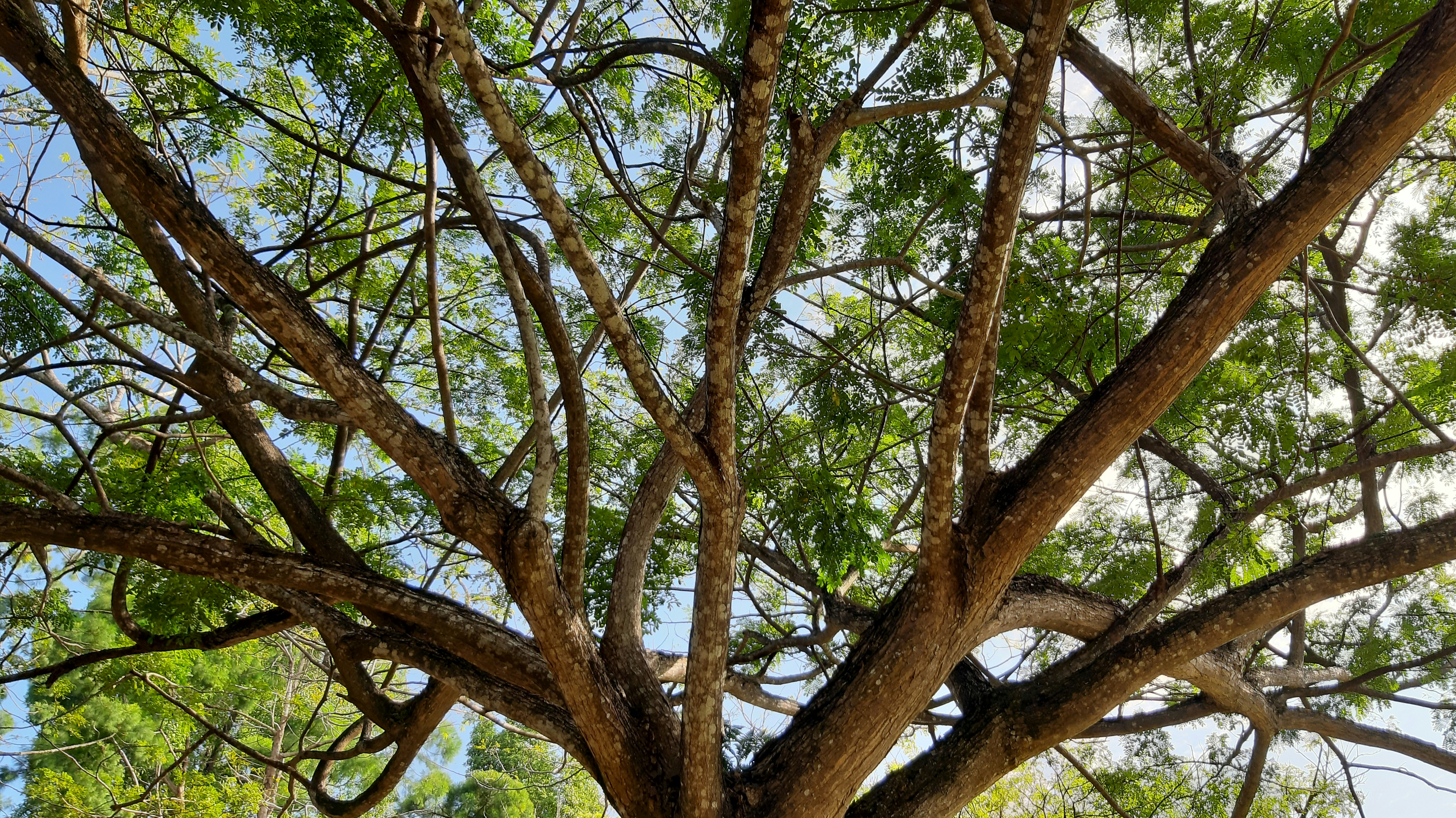 forest background image