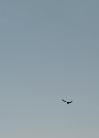 A nightingale breaking free from a dark cage, symbolizing liberation and new philosophical beginnings.