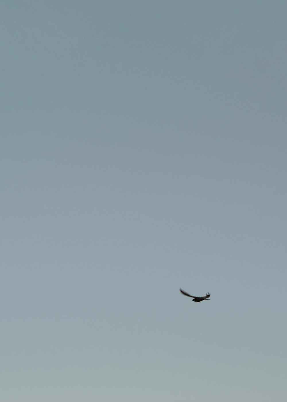 black bird flying under blue sky during daytime