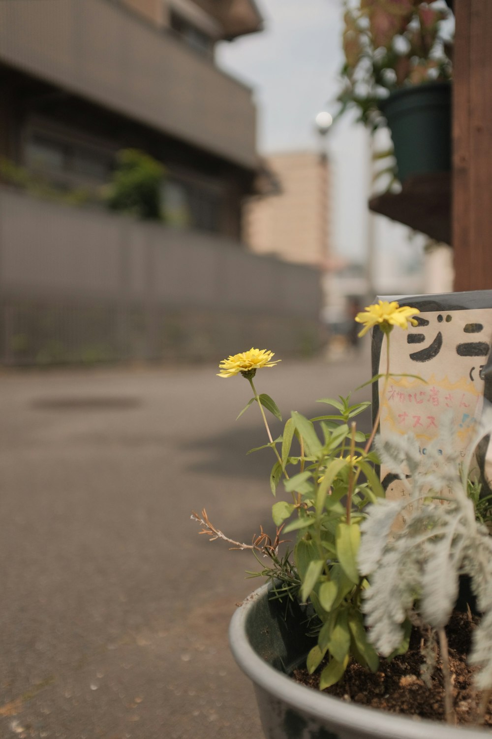 yellow flower on gray concrete road during daytime