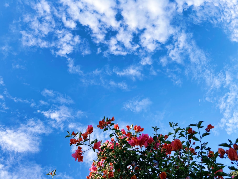 Flores rojas bajo el cielo azul y nubes blancas durante el día