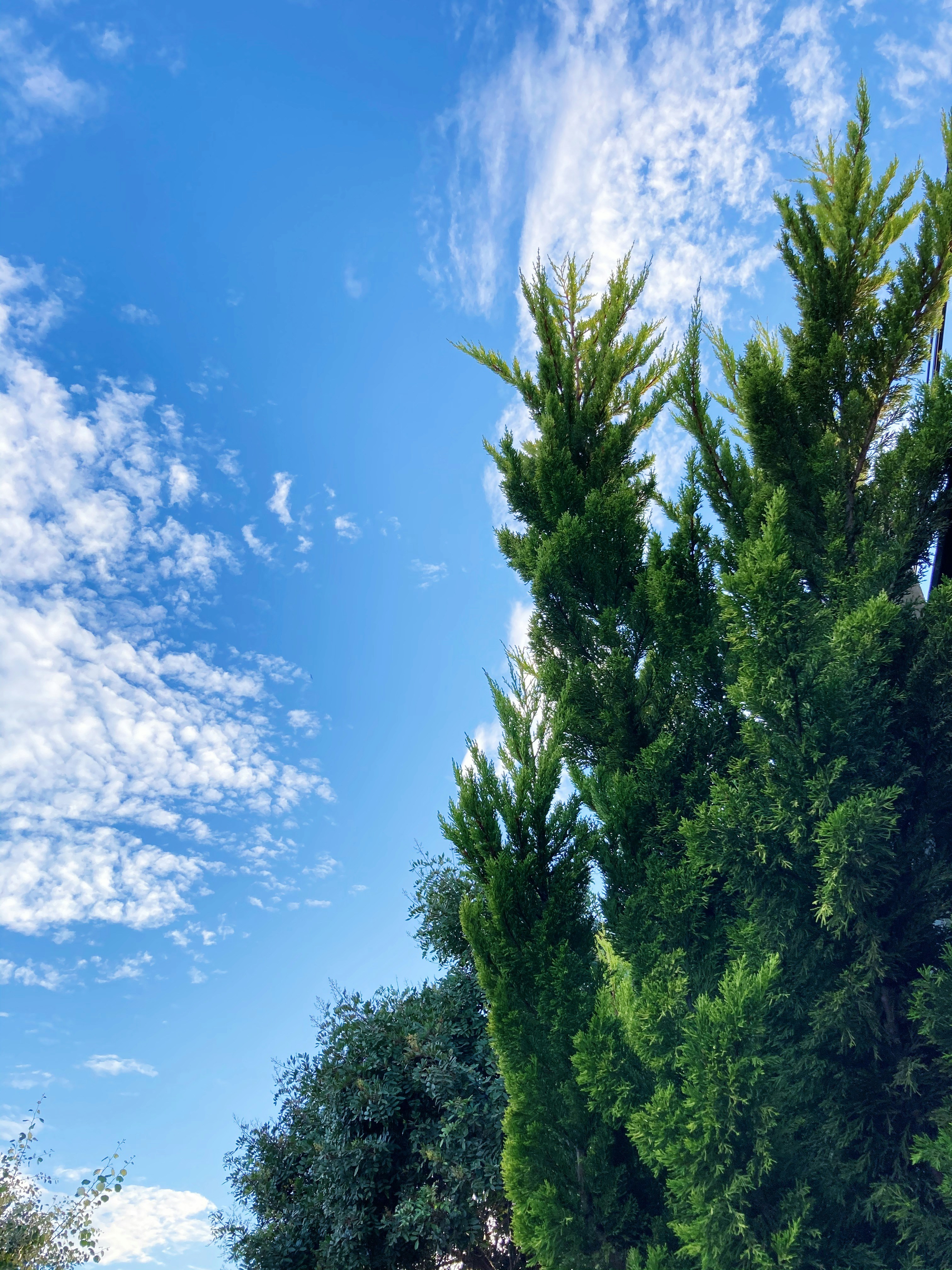 green trees under blue sky during daytime