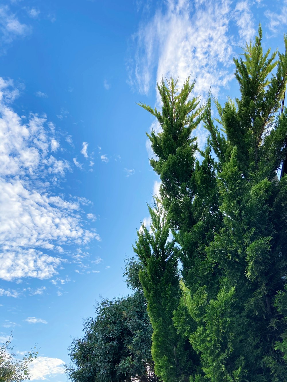 alberi verdi sotto il cielo blu durante il giorno