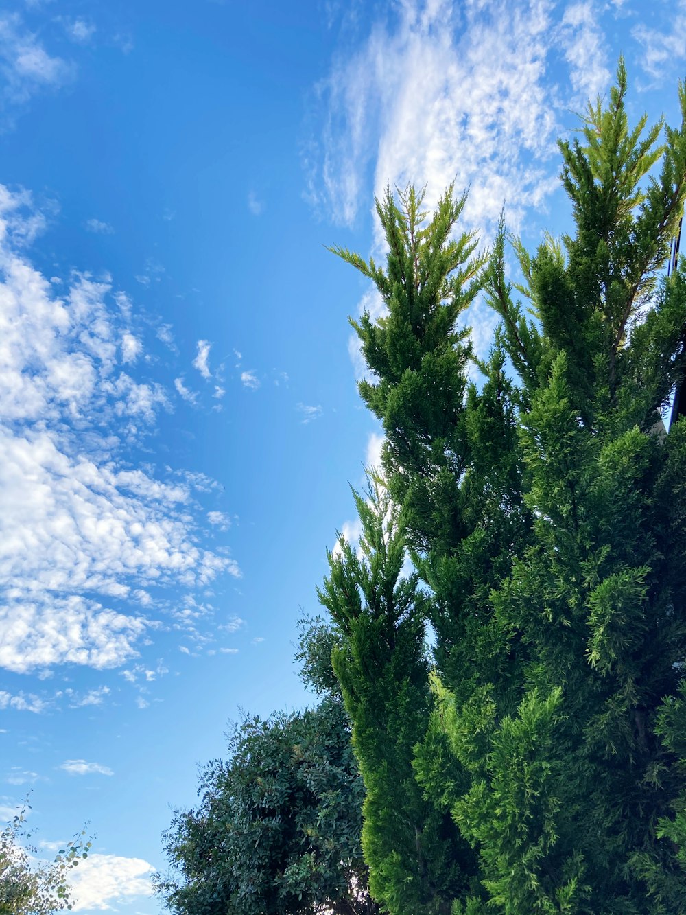 Grüne Bäume unter blauem Himmel tagsüber