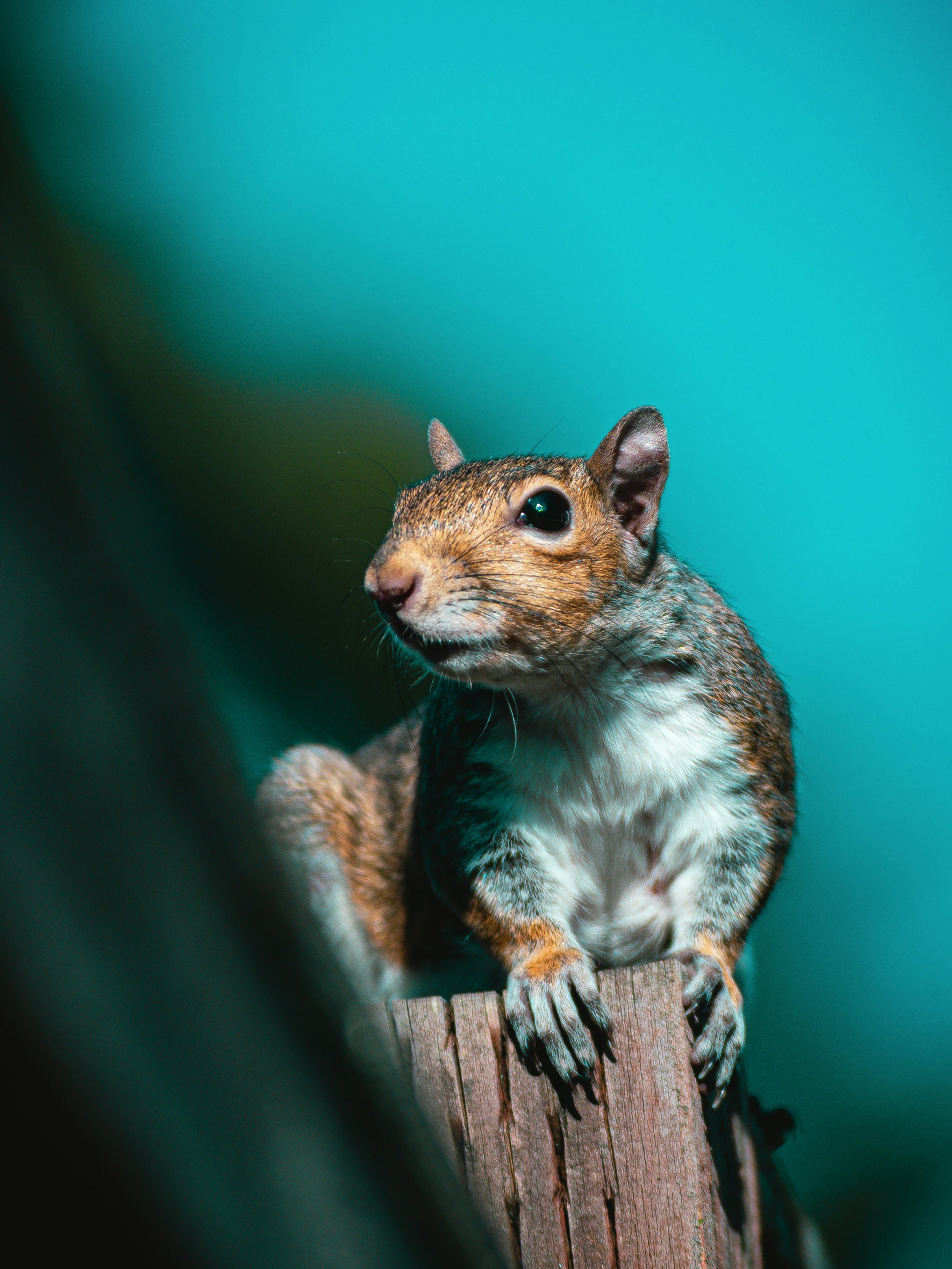 brown squirrel on brown wooden log