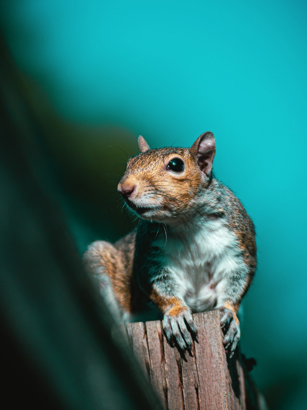 brown squirrel on brown wooden log