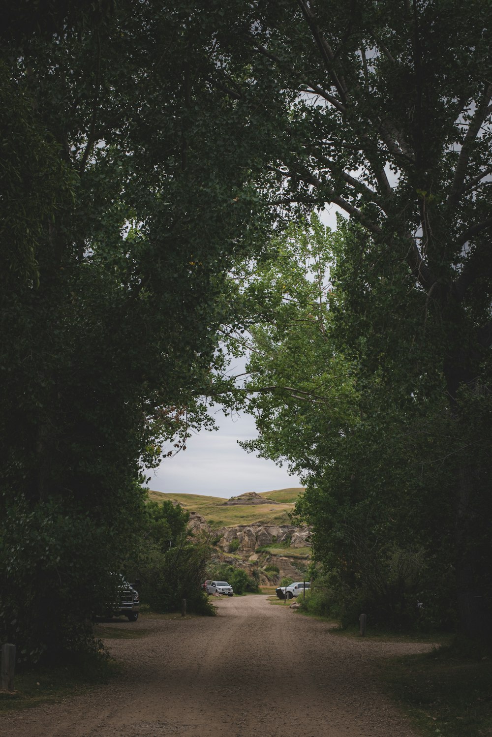 green trees near green grass field during daytime