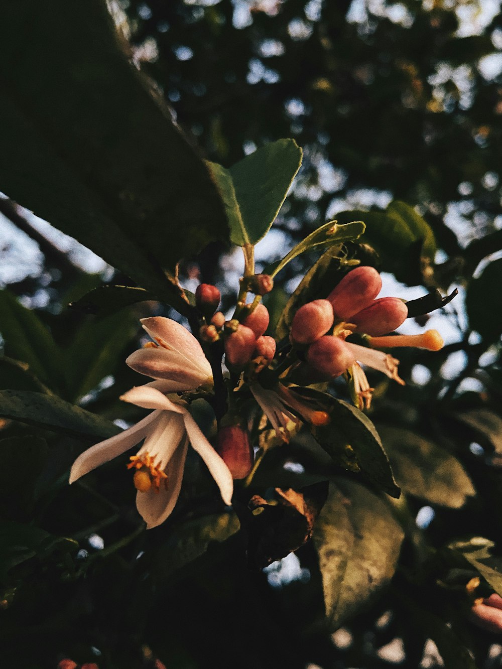 white and brown flower in tree