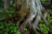Close-up of ancient trees standing tall in the Crews Hole Road woodland.