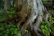 Close-up of ancient trees standing tall in the Crews Hole Road woodland.