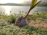 A young coconut sprout is emerging from a coconut shell on lush, dewy grass by a calm lake. Soft sunlight reflects off the water, creating a serene and peaceful atmosphere with hills faintly visible in the background.
