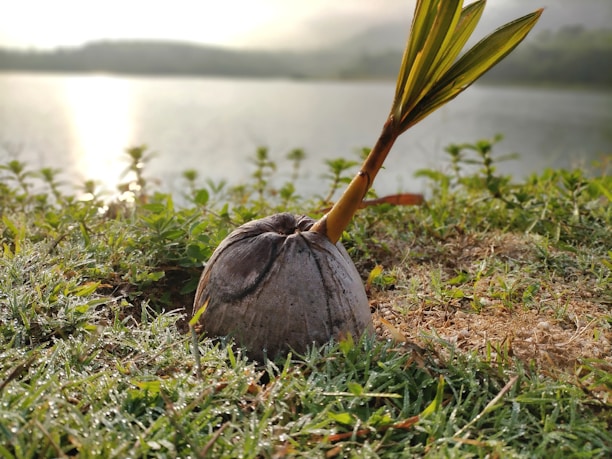 A young coconut sprout is emerging from a coconut shell on lush, dewy grass by a calm lake. Soft sunlight reflects off the water, creating a serene and peaceful atmosphere with hills faintly visible in the background.