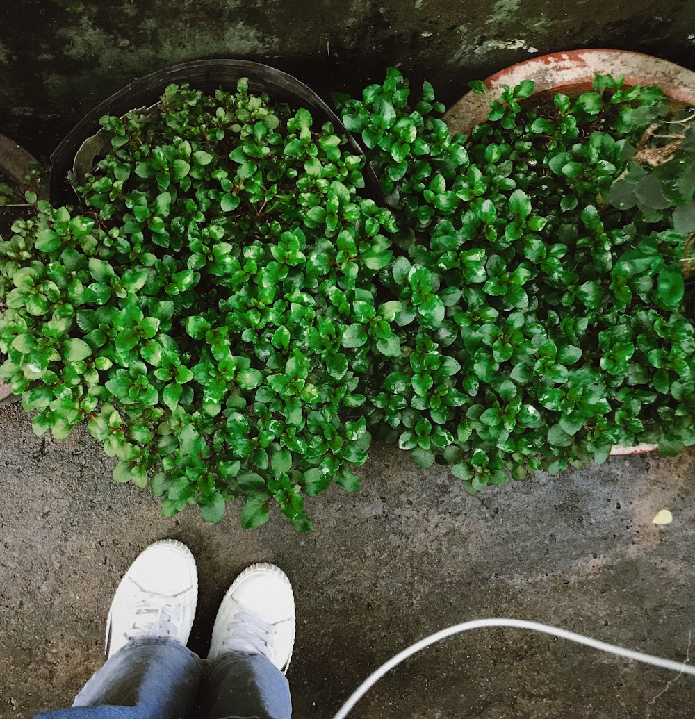 person in blue denim jeans standing beside green plant