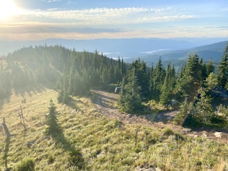 A picturesque landscape showcasing the forest trails.