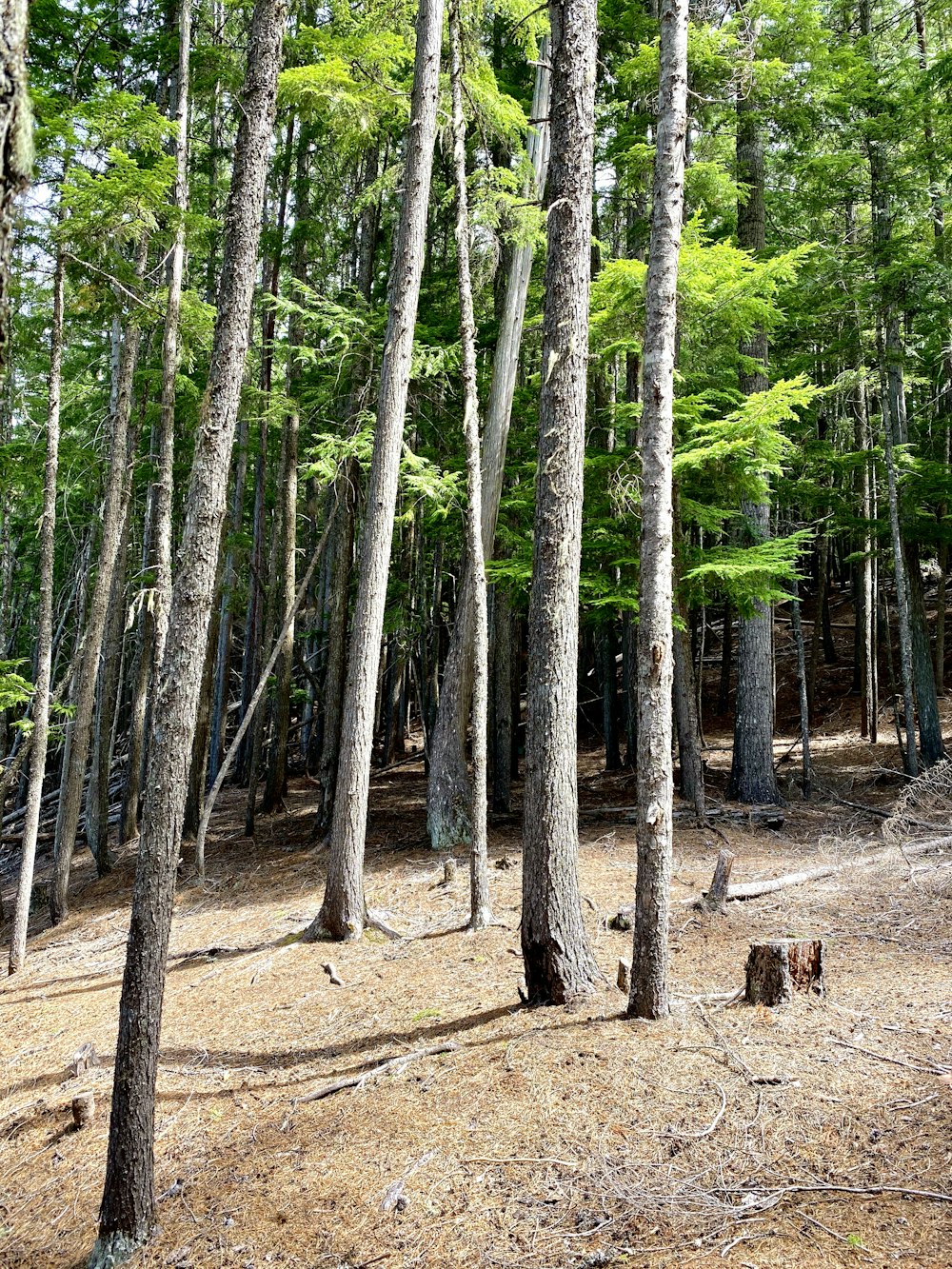 green and brown trees during daytime