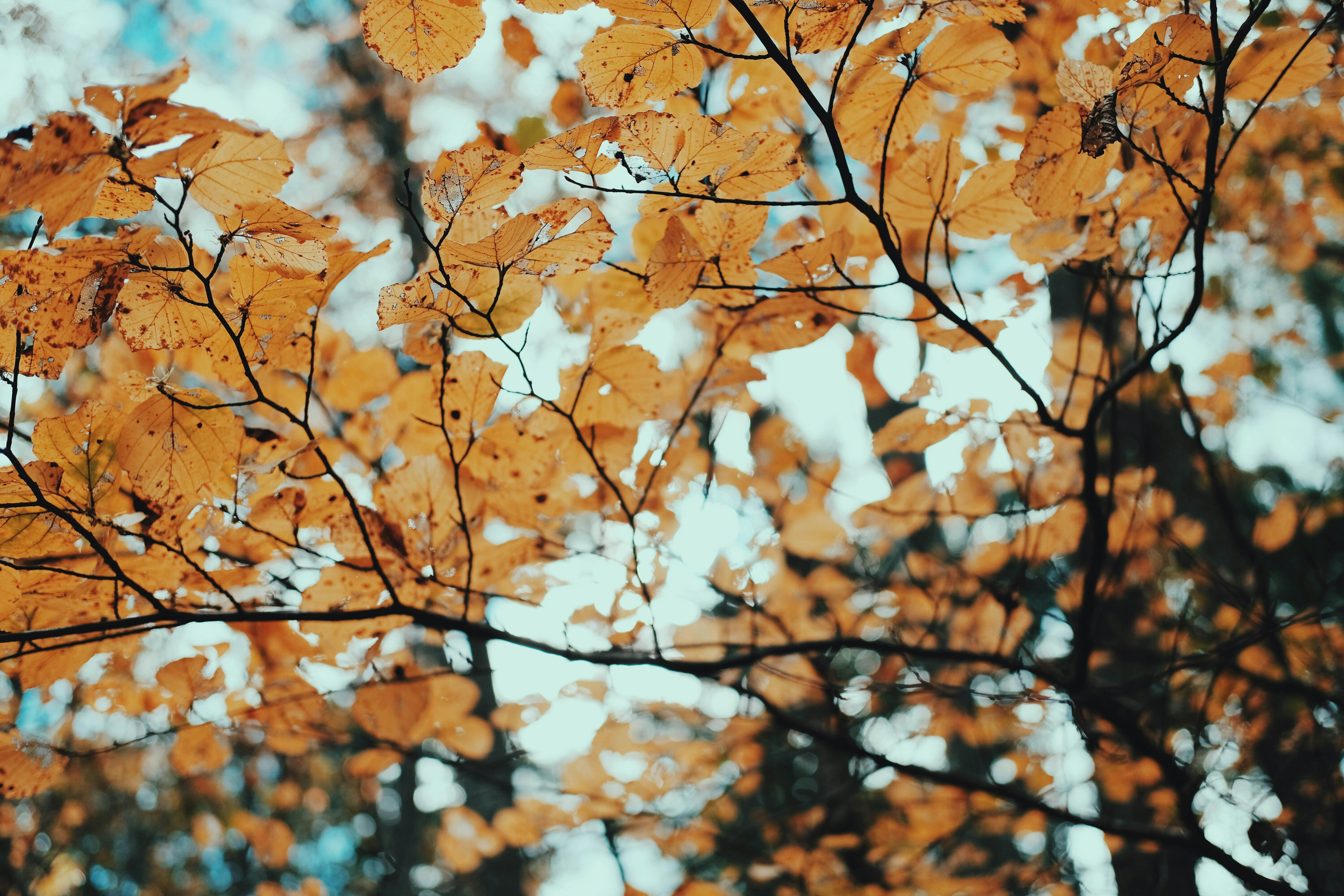 brown leaves in tilt shift lens west virginia zoom background