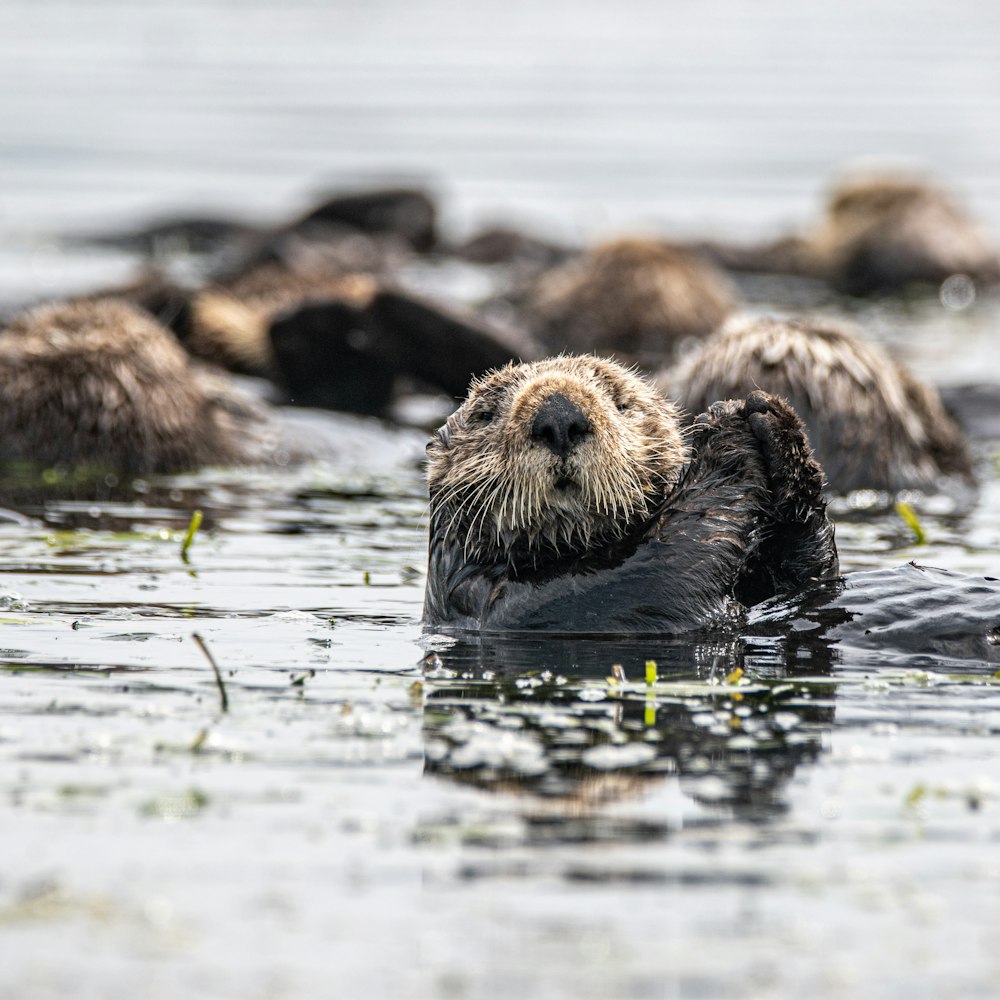 brown and black sea lion on water during daytime