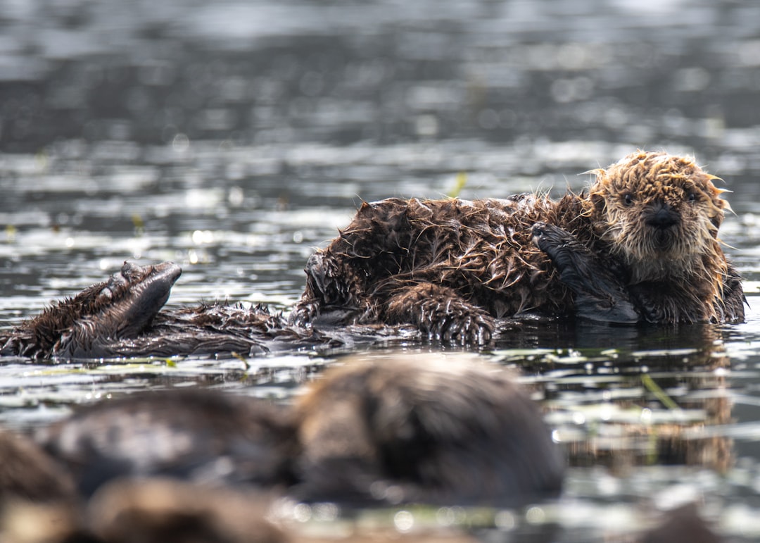 brown animal on water during daytime