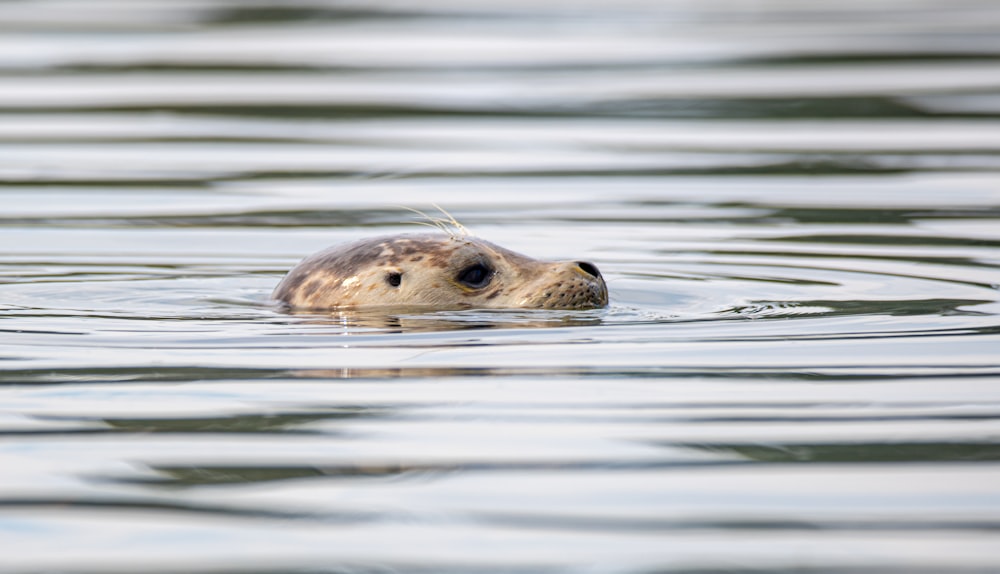 brown seal in water during daytime