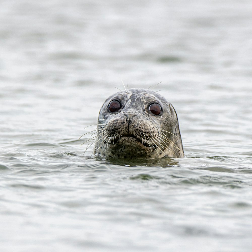 brown seal on water during daytime