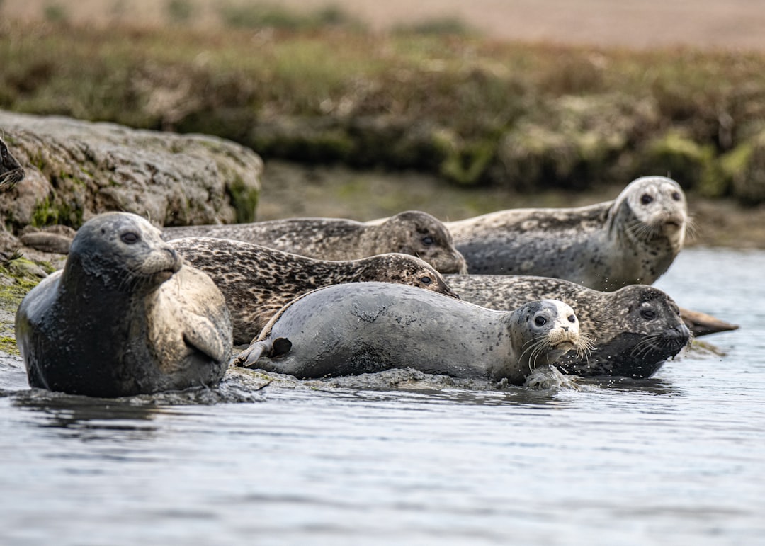 group of sea lion on water during daytime