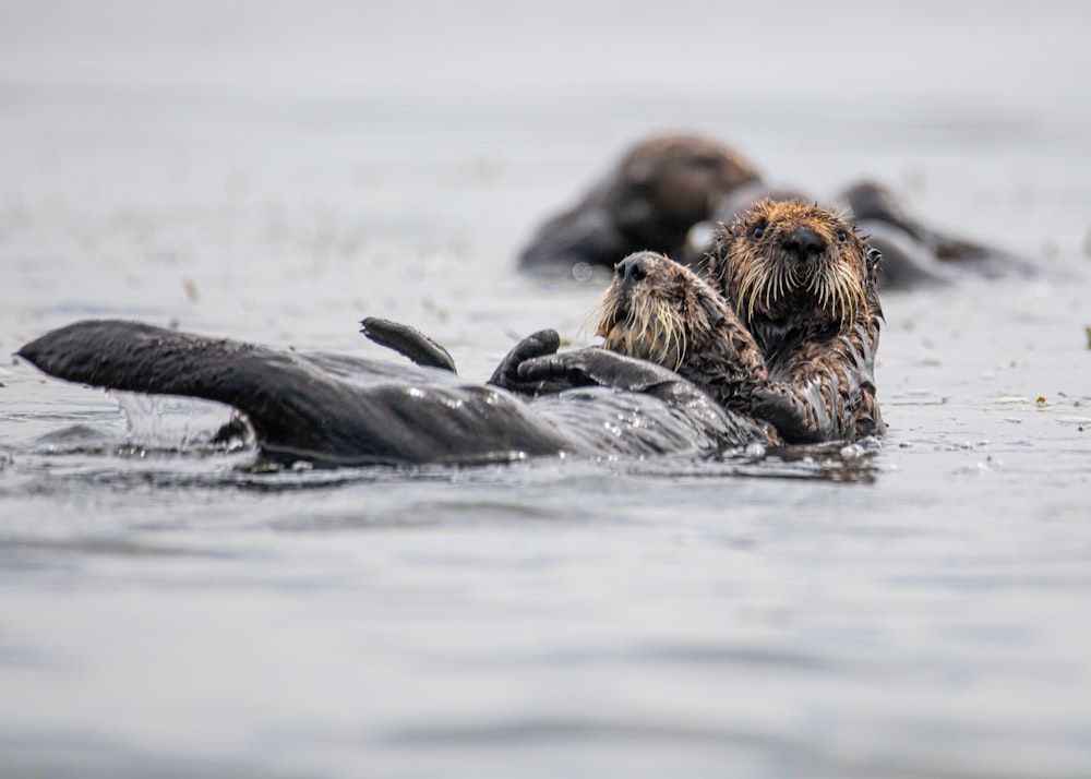 brown seal on water during daytime