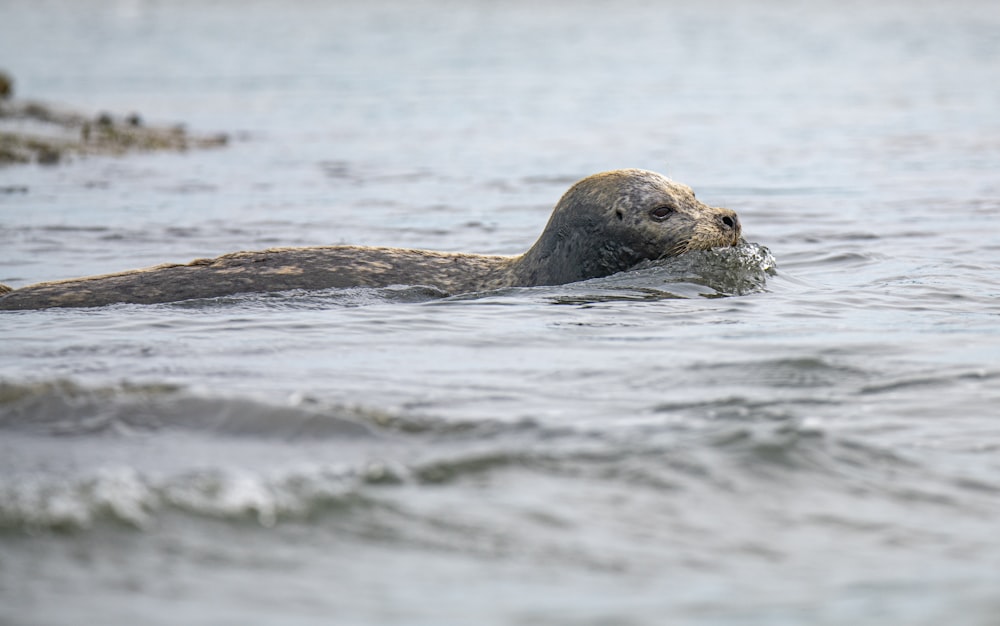 sea lion on water during daytime