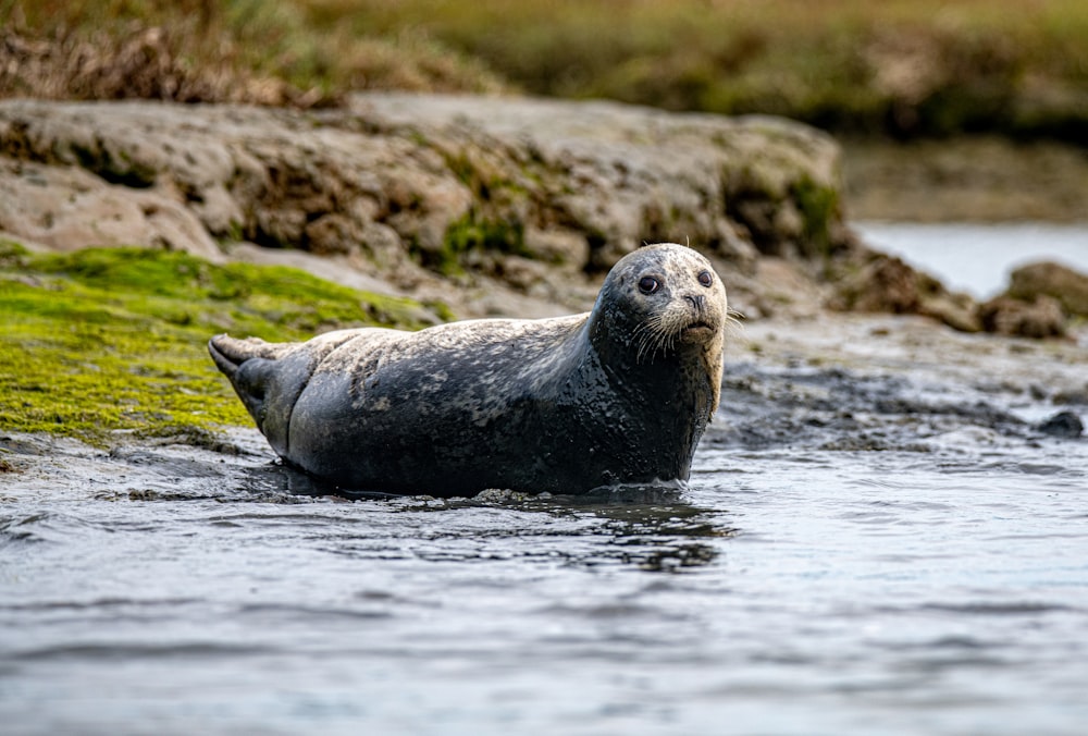 sea lion on water during daytime