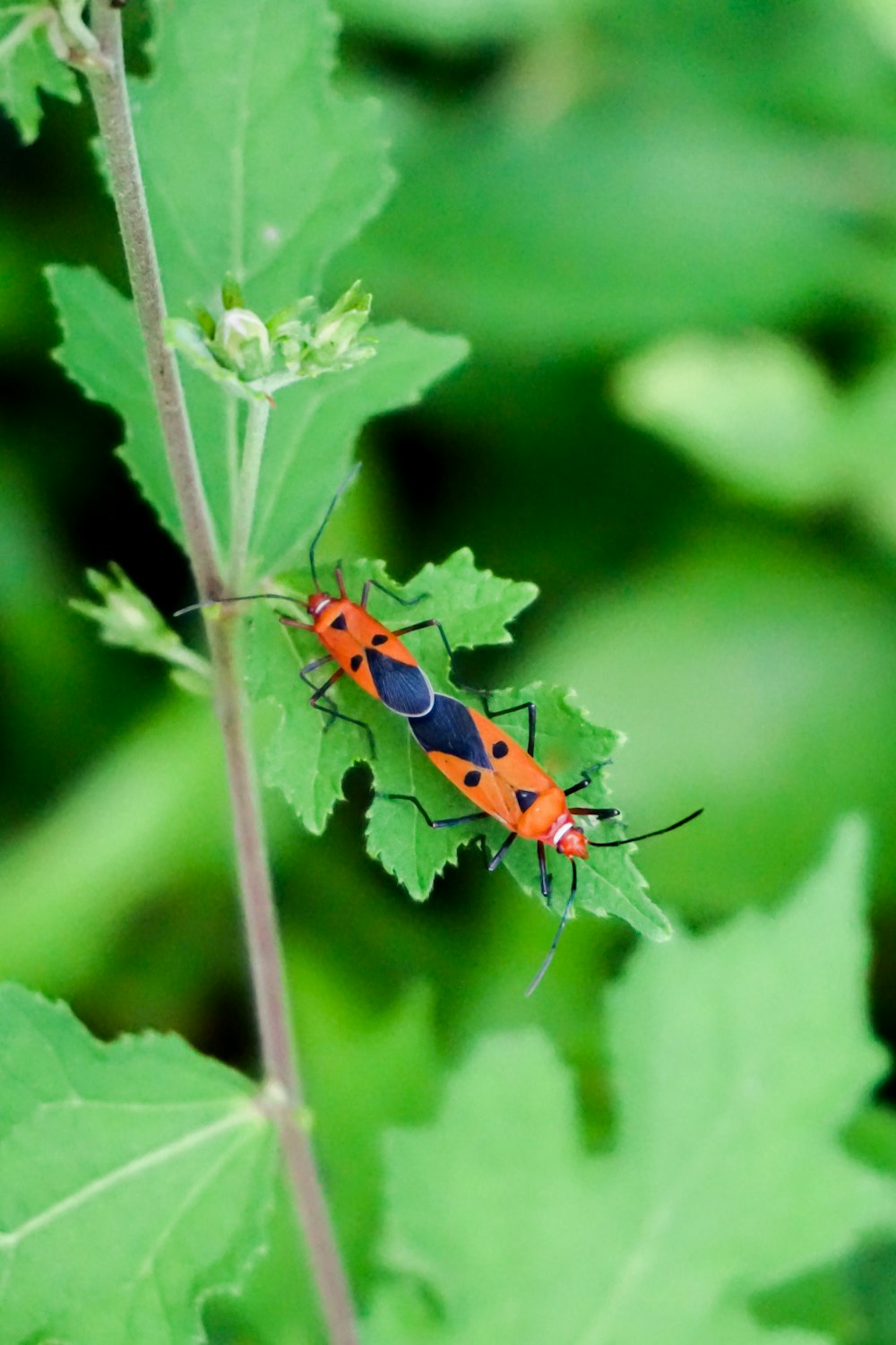 roter und schwarzer Marienkäfer auf grünem Blatt in Nahaufnahmen tagsüber